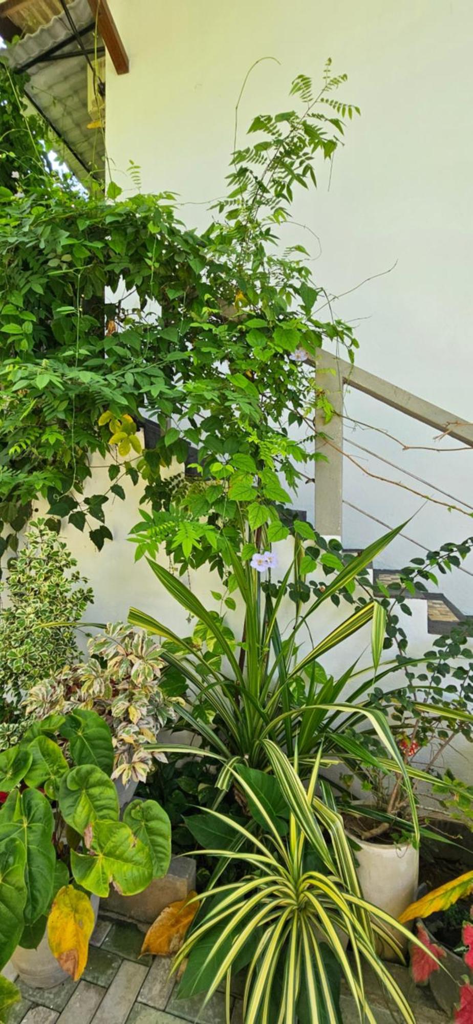 Villa The Leaf Велигама Экстерьер фото
